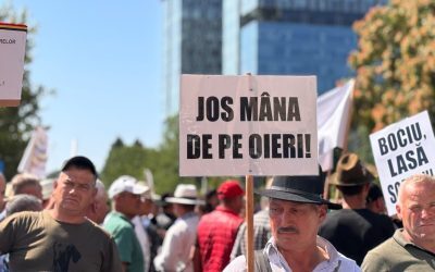 Ciobanii blochează Bucureștiul: furie pe pesta micilor rumegătoare