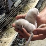 Proiect AUR: Fermele de nurci și șinșile, la un pas de a rămâne deschise