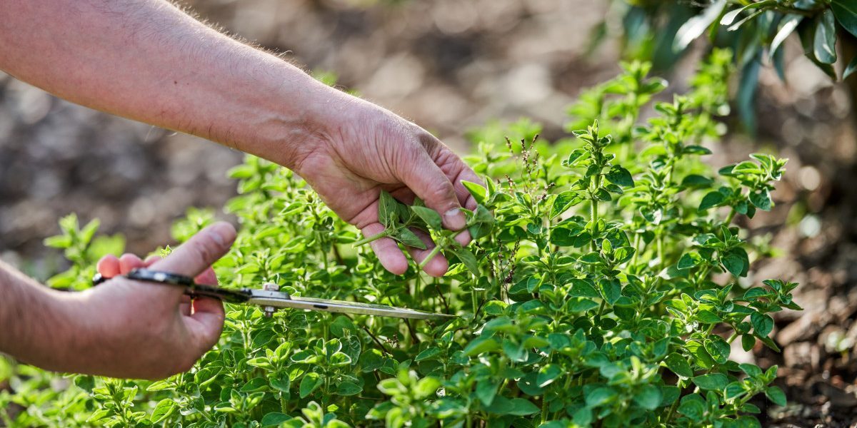 Planta-minune, ignorată de mulți: Beneficii uimitoare și cum o folosești