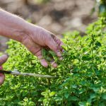 Planta-minune, ignorată de mulți: Beneficii uimitoare și cum o folosești
