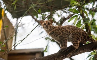 Pisică-nouă-n Bolivia! Mai mică decât cea domestică, după 100 de ani
