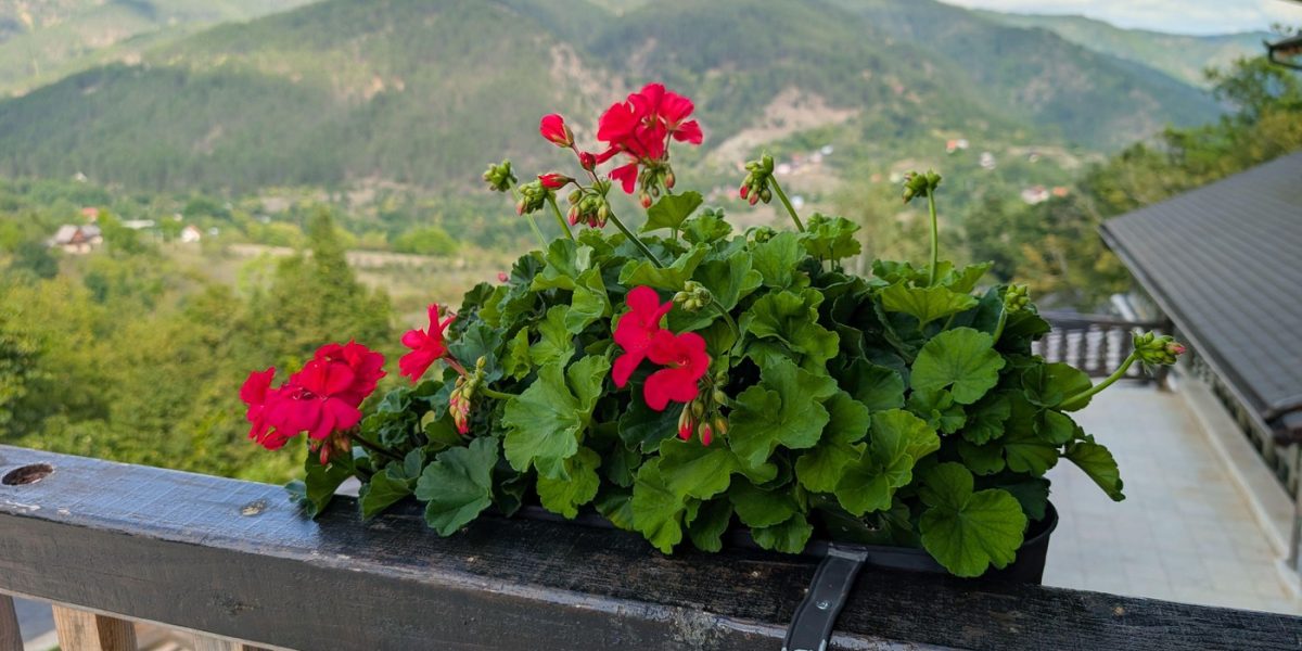 Mușcate pe balcon: Când le retragi și cum le protejezi iarna