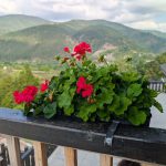 Mușcate pe balcon: Când le retragi și cum le protejezi iarna
