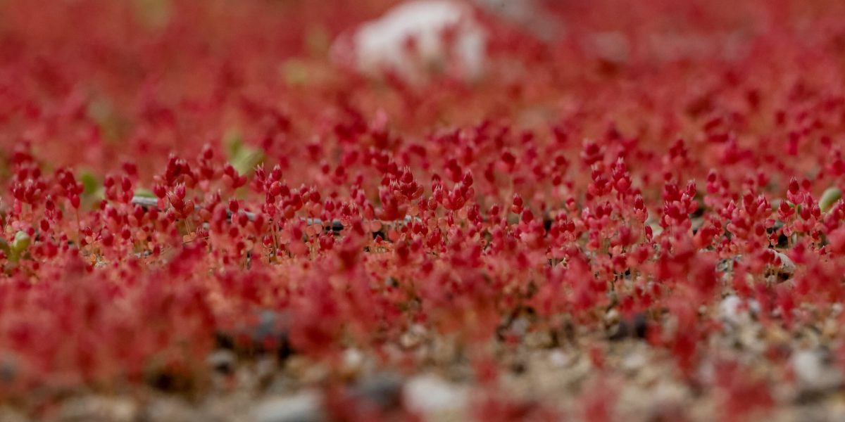 Atacama înflorește rar: El Nino declanșează un spectacol de neuitat