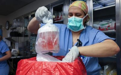Rinichi de porc: 9 luni fără dializă, performanță uluitoare
