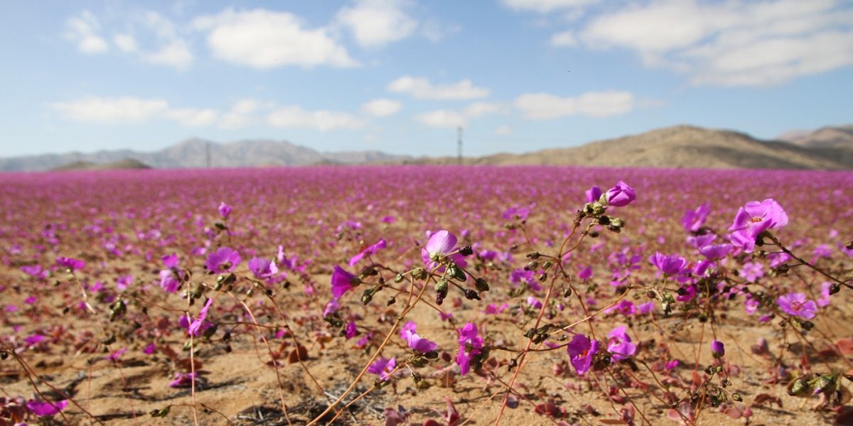 Atacama înflorește: El Nino aduce viață în cel mai arid deșert