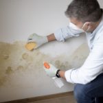 Mucegaiul din casă: Cum scapi de el și unde apare cel mai des