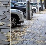 Șobolani în București: Primarul ordonă intervenții urgente la Piața Sfânta Vineri