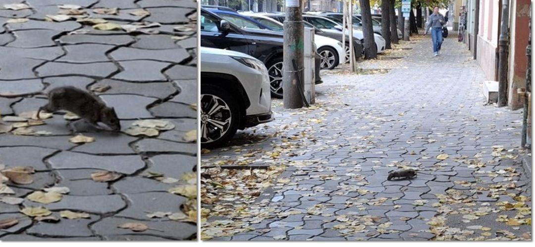 Șobolani în București: Primarul ordonă intervenții urgente la Piața Sfânta Vineri