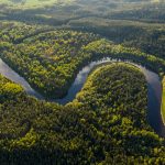 Amazonul brazilian, linistea record: defrisarile la minim istoric